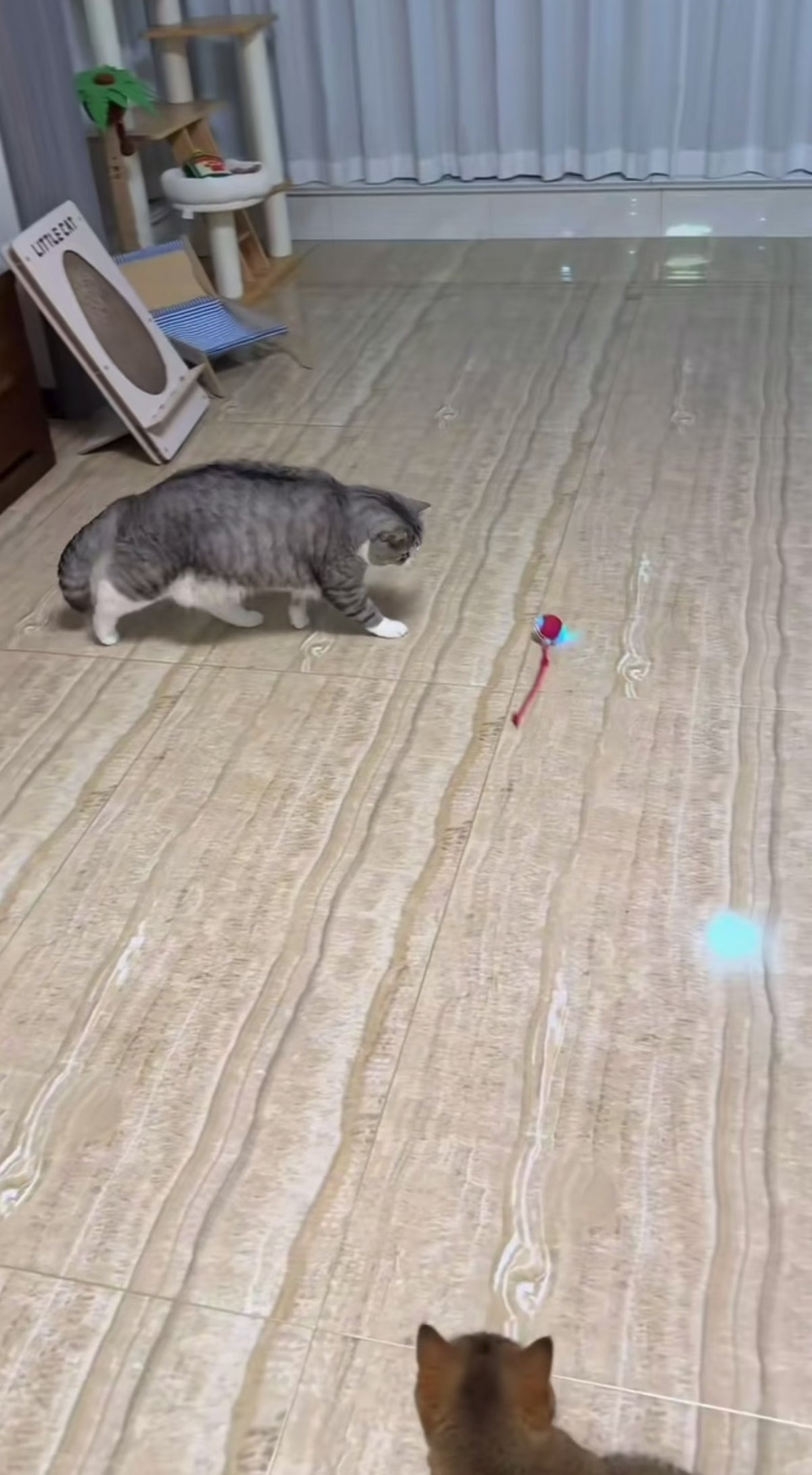 Rollo Selbstrollender Katzenball